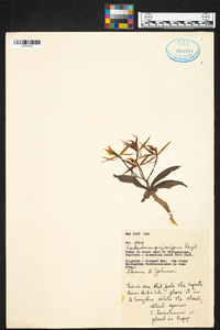 Epidendrum parkinsonianum image