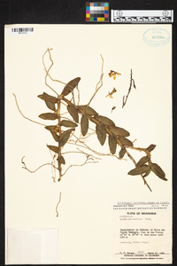 Epidendrum radicans image