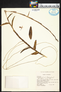 Epidendrum radicans image