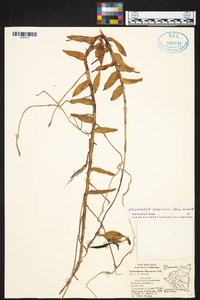 Epidendrum radicans image