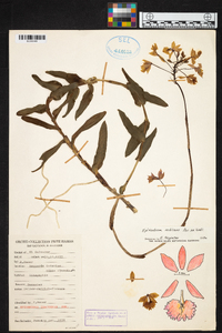 Epidendrum radicans image