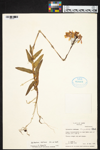 Epidendrum radicans image