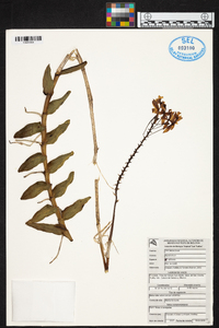 Epidendrum radicans image