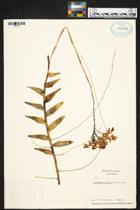 Epidendrum radicans image