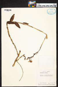 Epidendrum radicans image