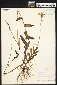 Epidendrum radicans image