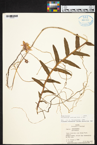 Epidendrum radicans image