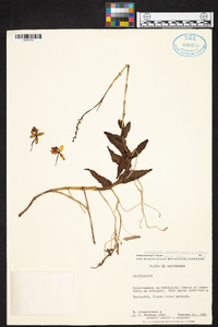 Epidendrum radicans image