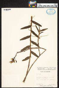 Epidendrum radicans image