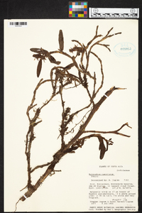 Epidendrum ramonianum image