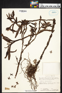 Epidendrum ramonianum image