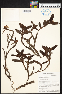 Epidendrum ramonianum image