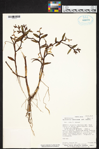 Epidendrum ramonianum image