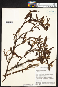 Epidendrum ramonianum image