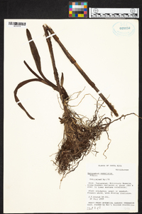 Epidendrum ramonianum image