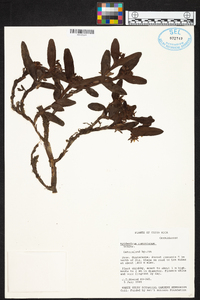 Epidendrum ramonianum image