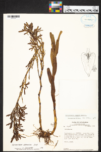 Epidendrum ramosum image