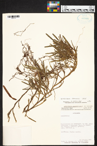 Epidendrum ramosum image