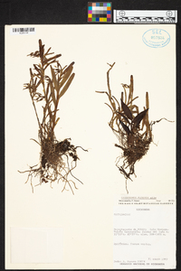 Epidendrum ramosum image