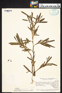 Epidendrum ramosum image