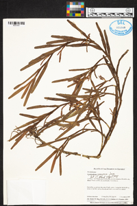 Epidendrum ramosum image