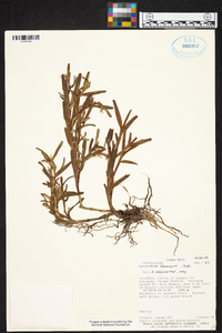 Epidendrum ramosum image