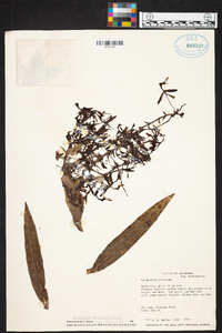 Epidendrum raniferum image