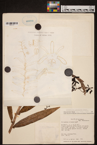 Epidendrum raniferum image