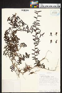 Epidendrum repens image