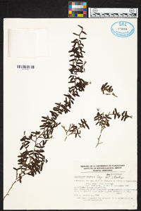 Epidendrum repens image