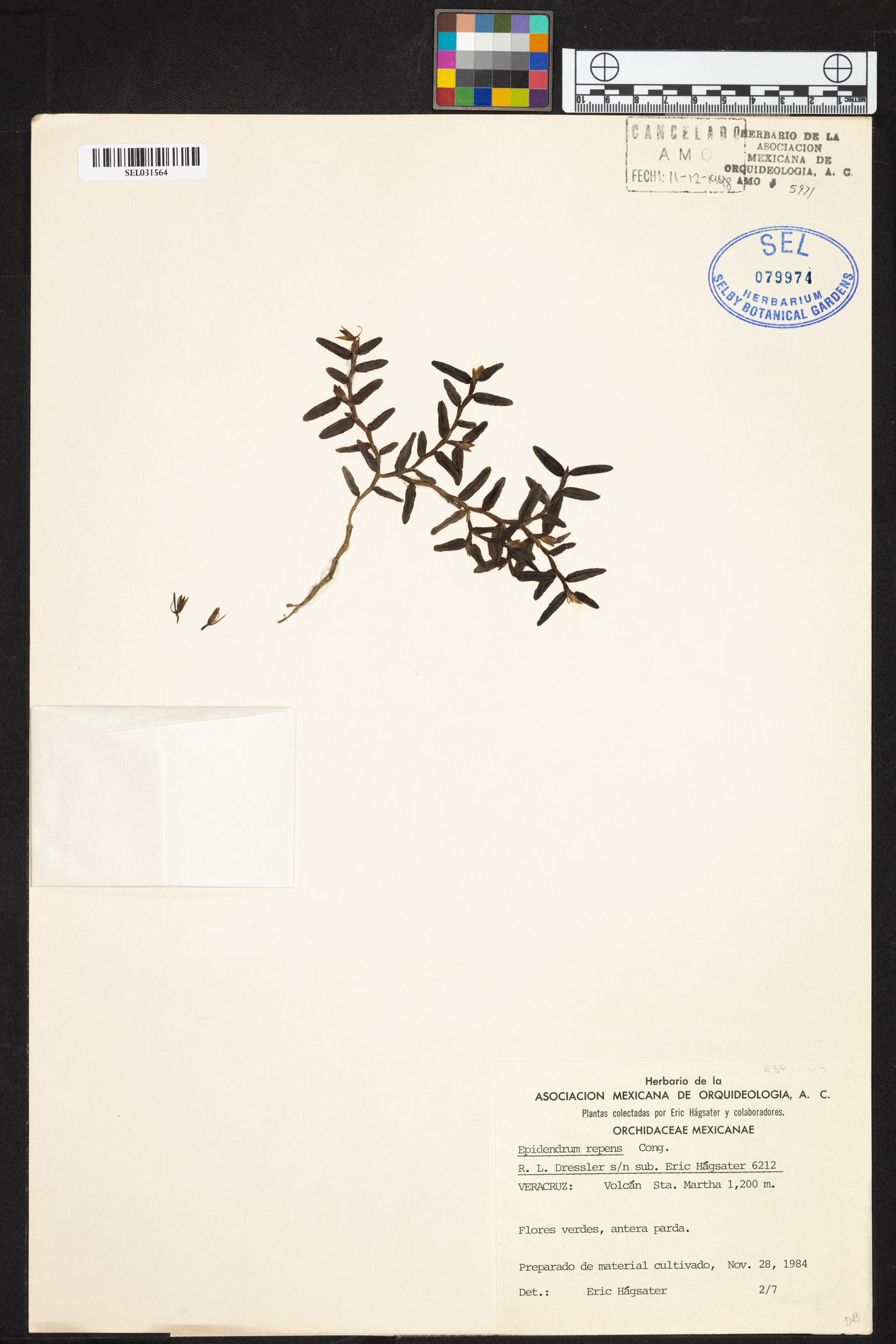 Epidendrum repens image