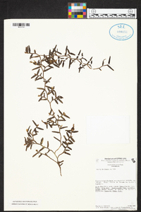 Epidendrum repens image