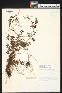 Epidendrum repens image