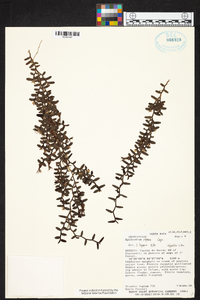 Epidendrum repens image