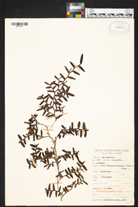 Epidendrum repens image