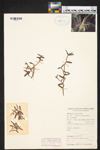 Epidendrum repens image