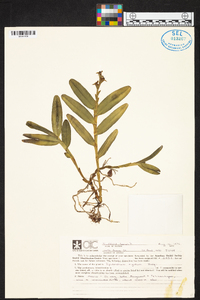 Epidendrum rigidum image