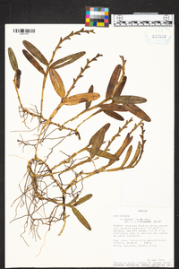 Epidendrum rigidum image