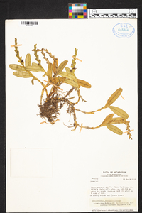 Epidendrum rigidum image