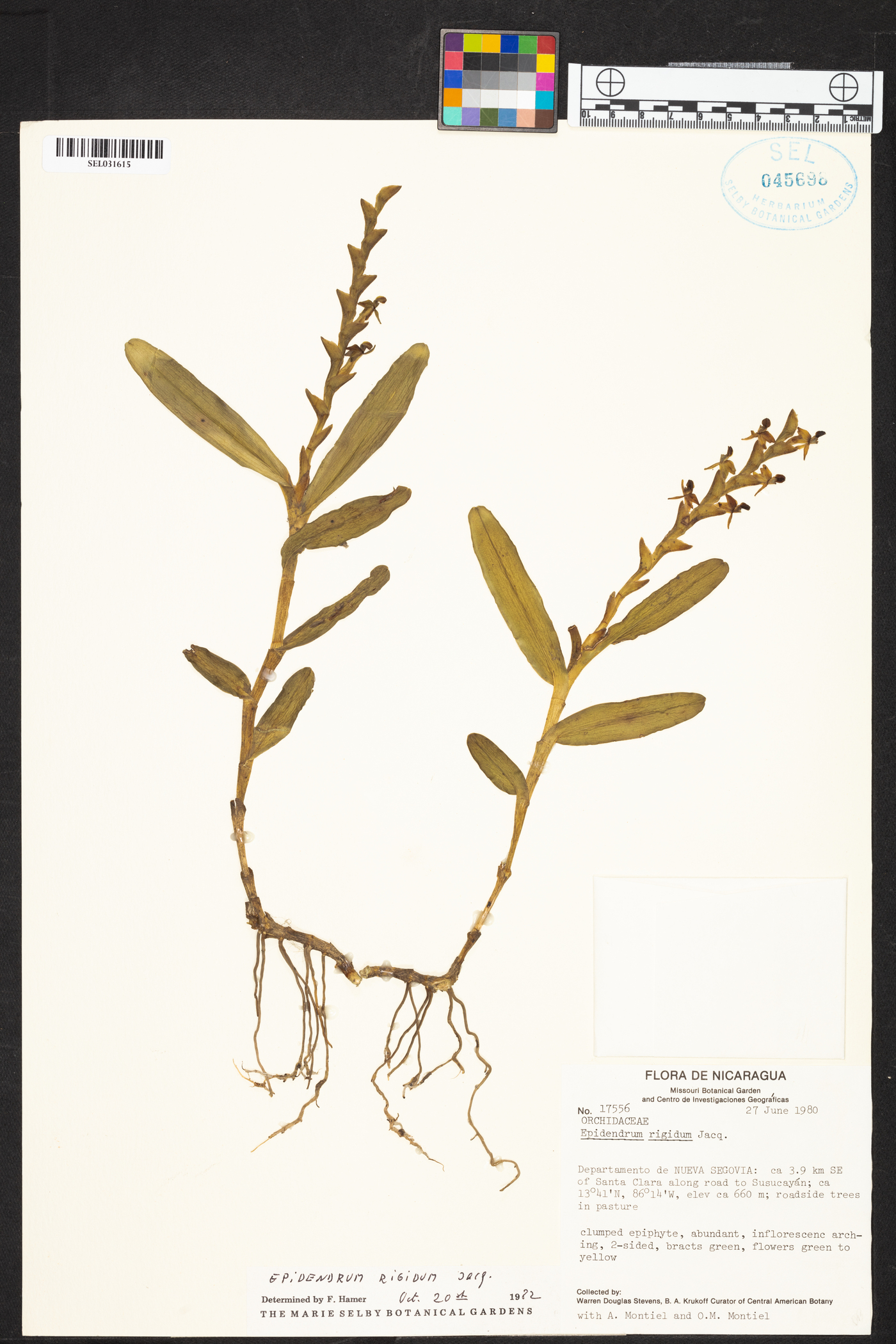 Epidendrum rigidum image