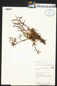Epidendrum rugosum image