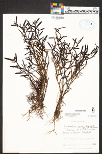 Epidendrum rugosum image