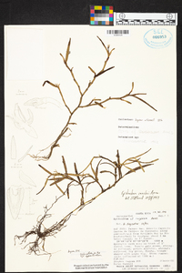 Epidendrum sanchoi image