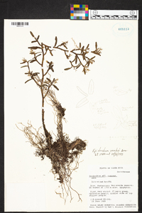Epidendrum sanchoi image