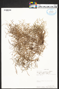 Epidendrum paranthicum image