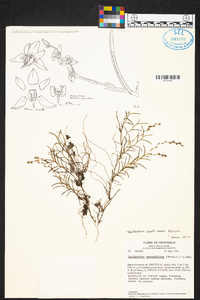 Epidendrum paranthicum image