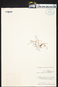 Epidendrum paranthicum image