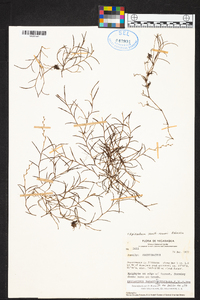 Epidendrum paranthicum image