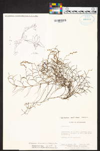 Epidendrum paranthicum image