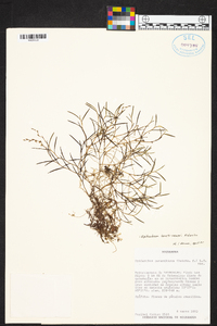 Epidendrum paranthicum image